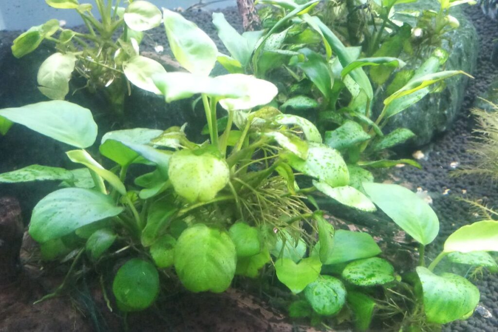 types of anubias aquarium plants