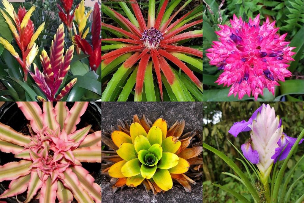types of bromeliads