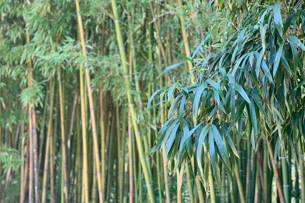 Japanese cane bamboo