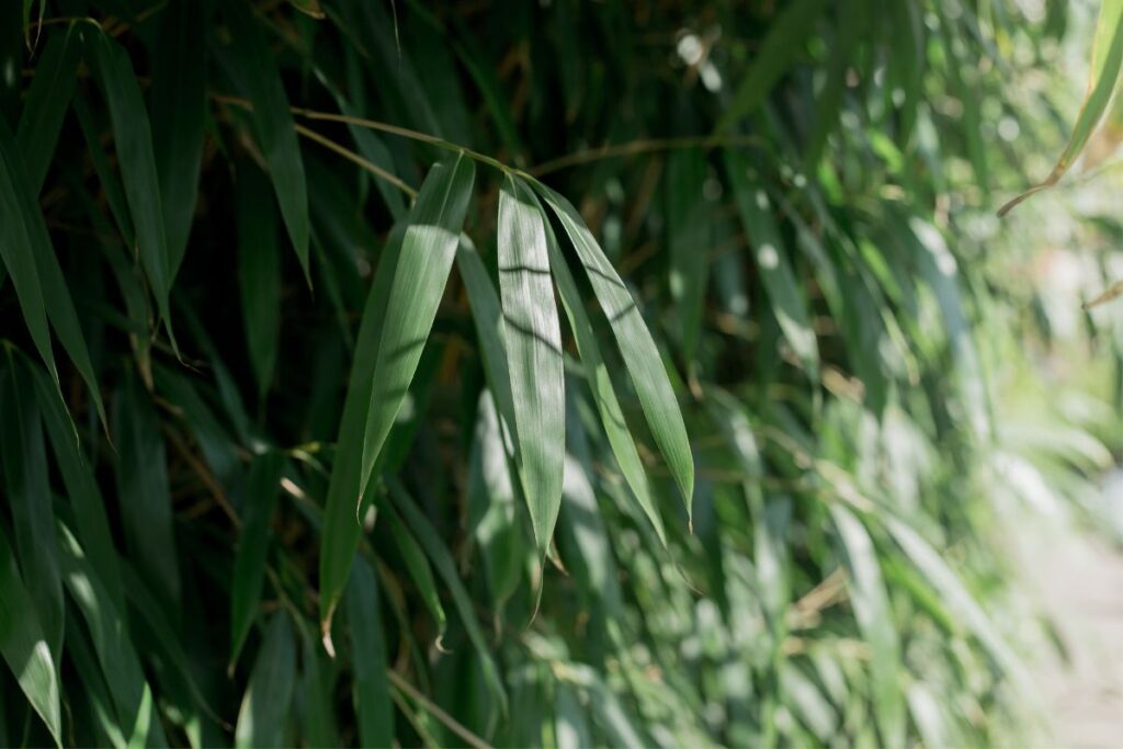 arrow bamboo