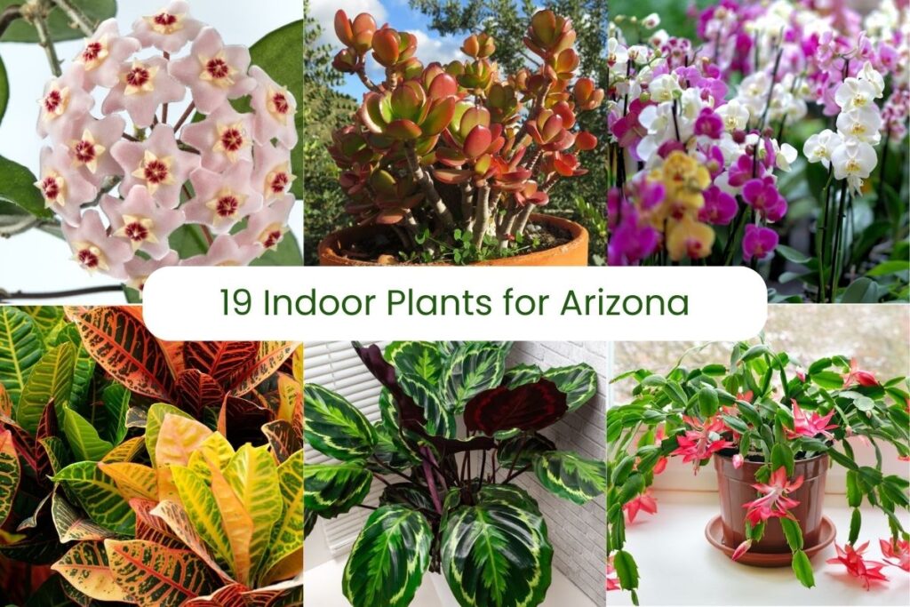 best indoor plants arizona