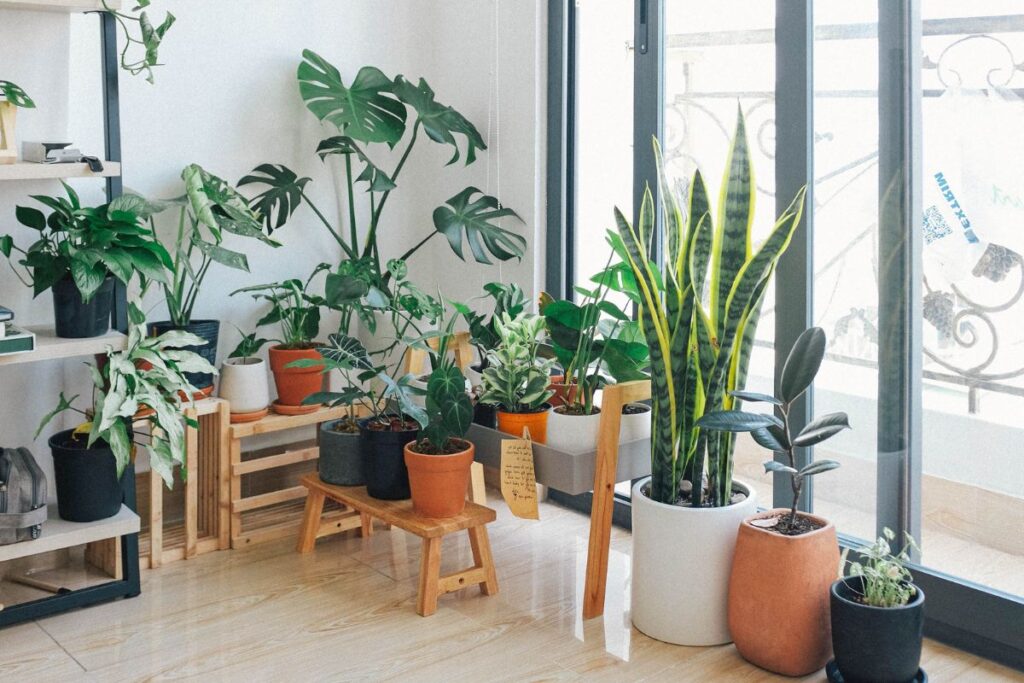 best indoor plants for Colorado