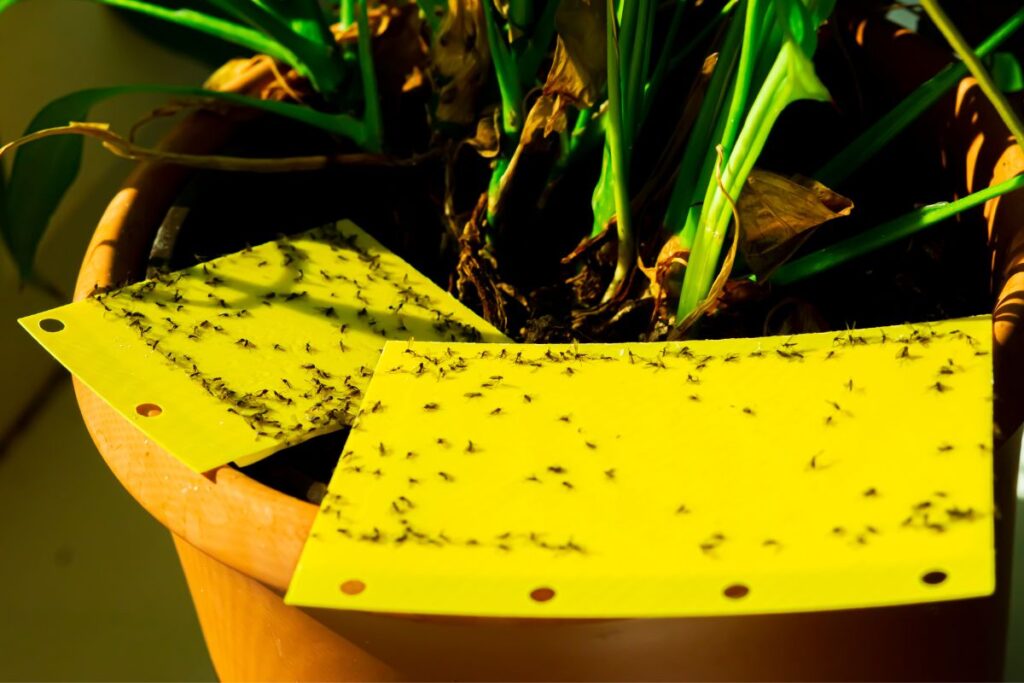 bugs on indoor plants