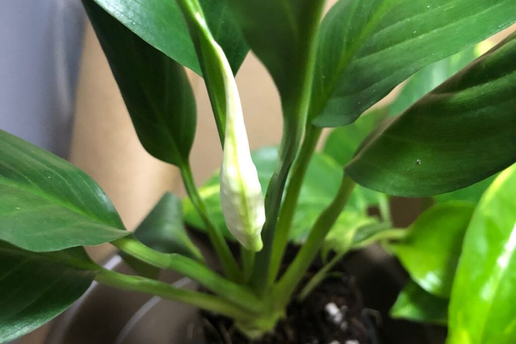 can you force a peace lily to bloom