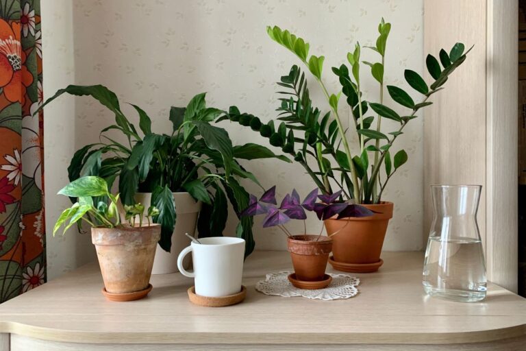coco coir for indoor plants