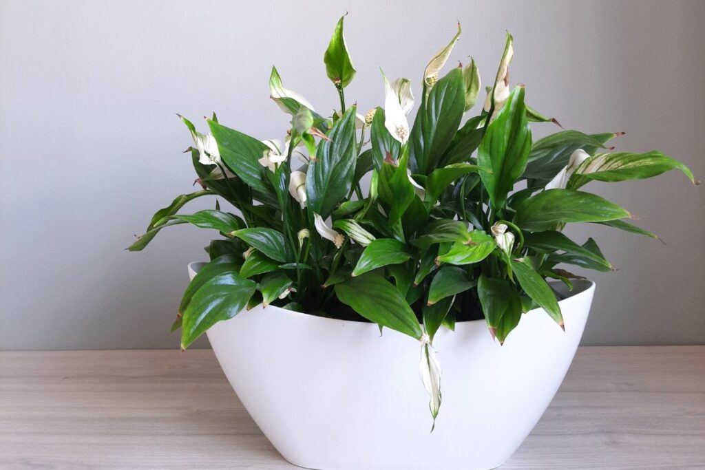 dying peace lily care