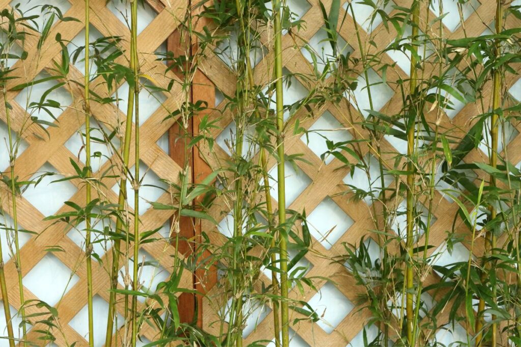 hedge bamboo