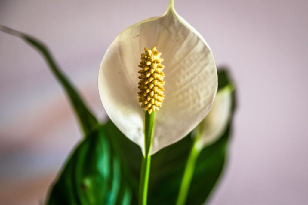 how long does a peace lily bloom