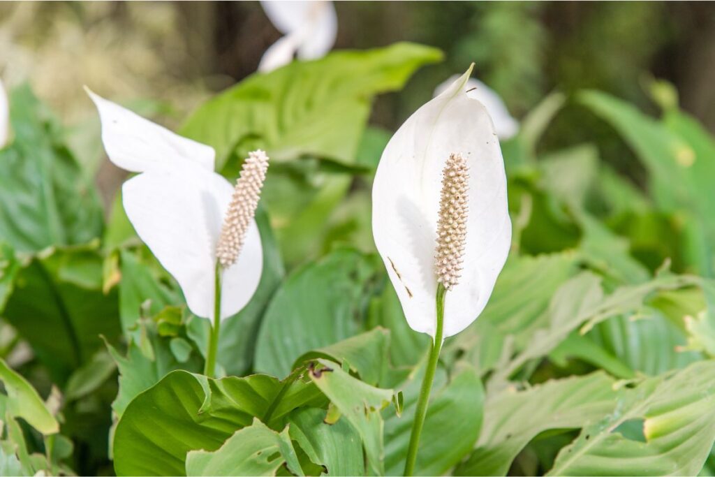 how long does a peace lily flower last