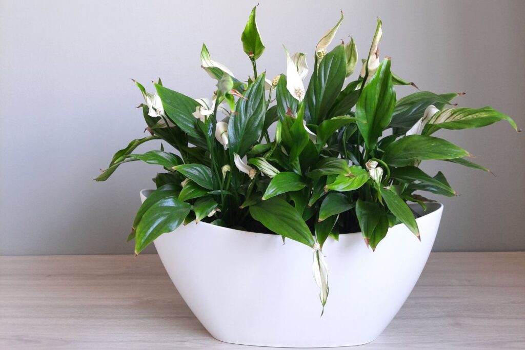 how to make my peace lily bloom