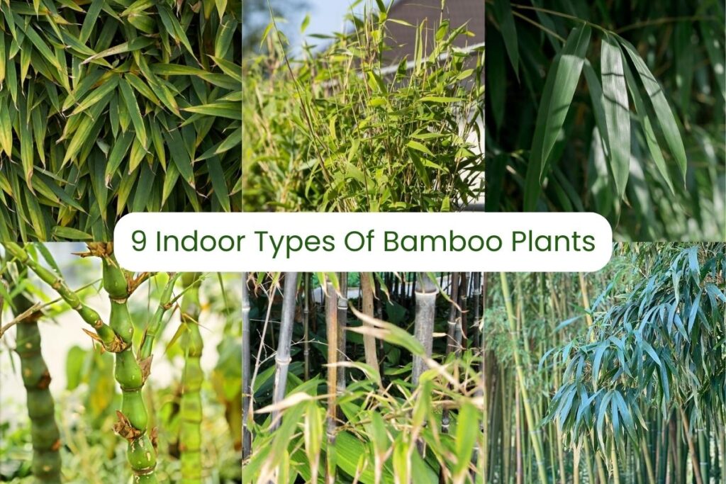 indoor types of bamboo plants