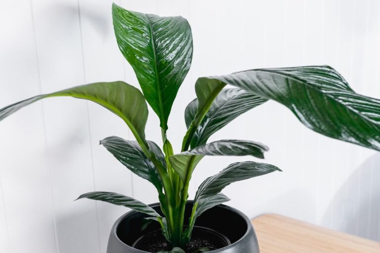sensation peace lily care