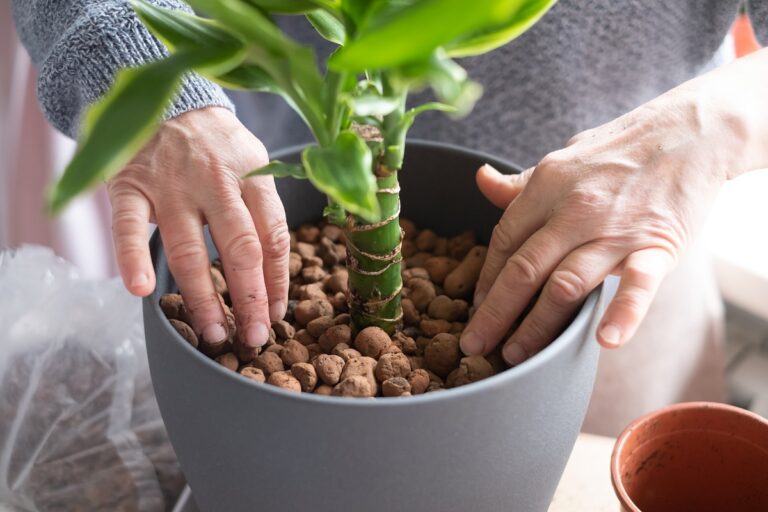 soil cover for indoor plants
