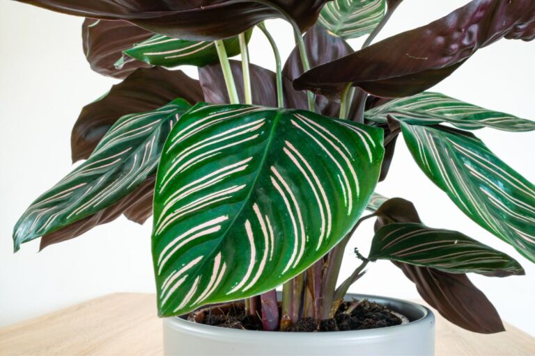 why are they called prayer plants