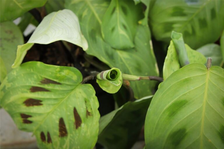 why do prayer plants close at night