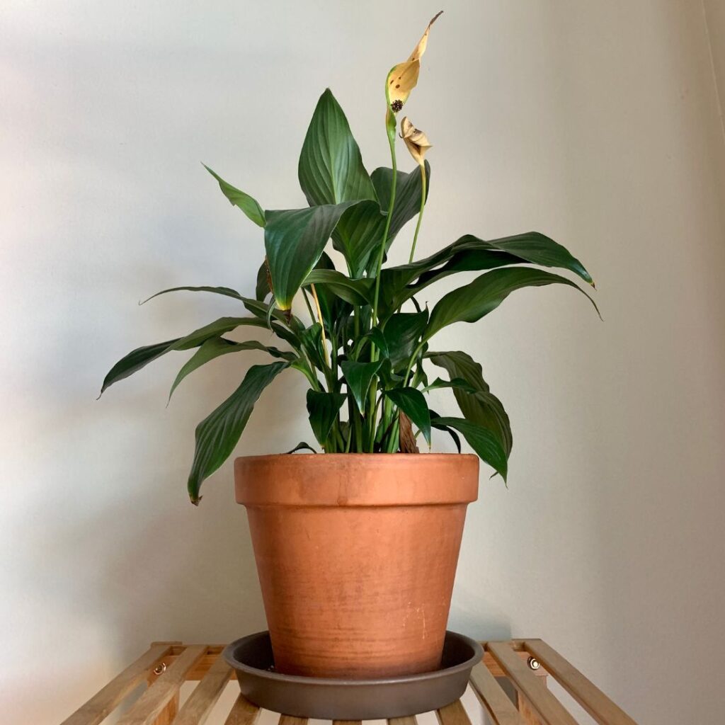 why your peace lily may be dying