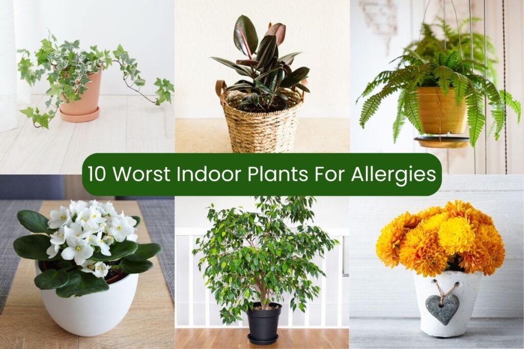 worst indoor plants for allergies