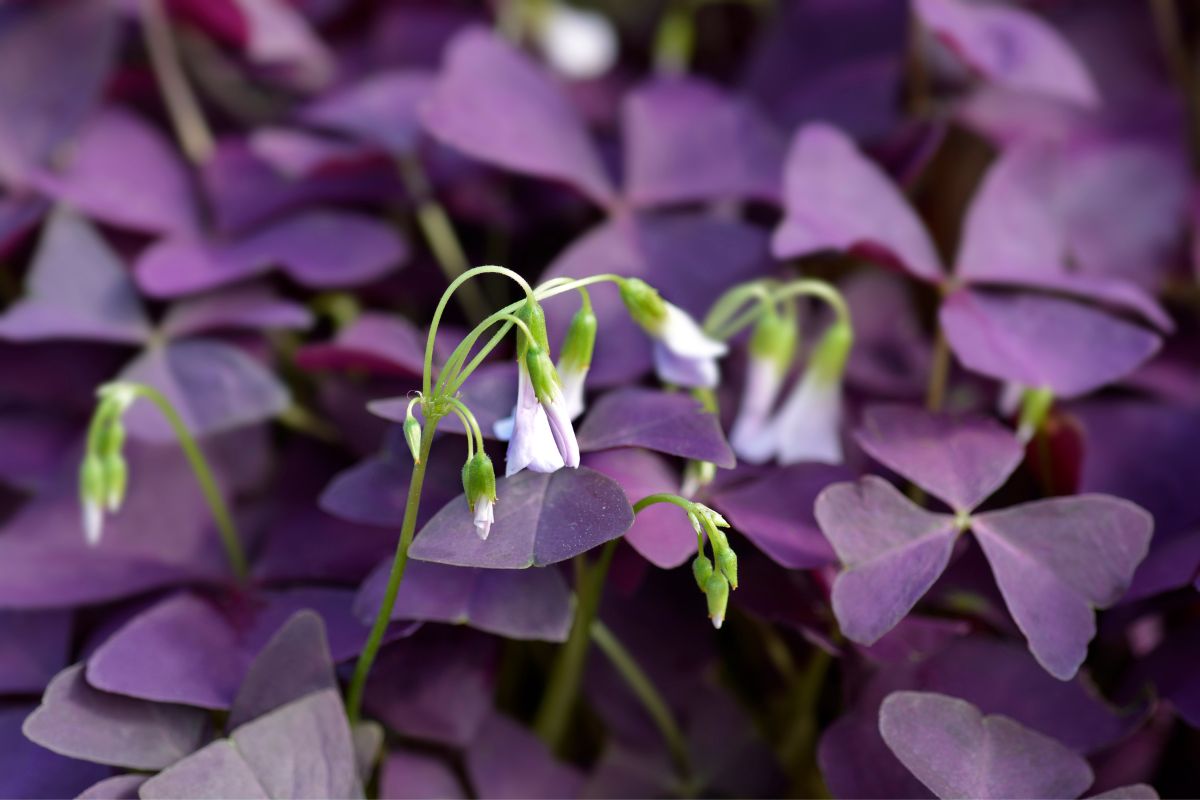 25 Best Miniature Plants For Terrariums | Houseplant Alley