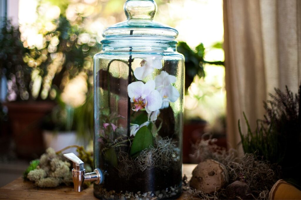 Miniature Orchid for terrariums