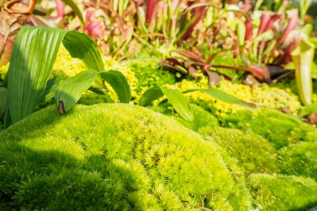 Mood Moss for terrariums