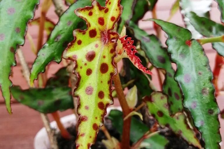 begonia amphioxus care