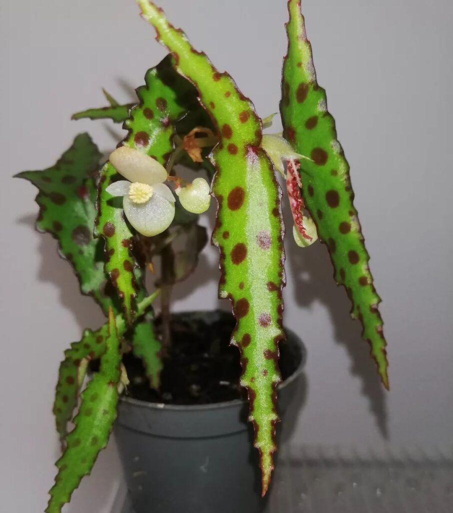 begonia amphioxus care