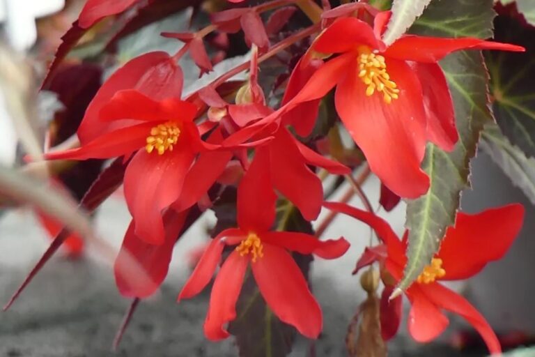 begonia boliviensis care