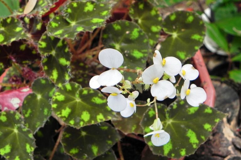 eyelash begonia care