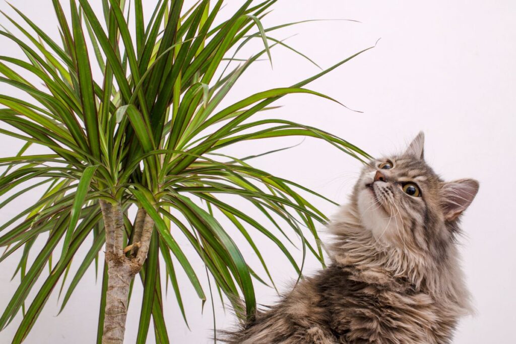 keep cats away from plants