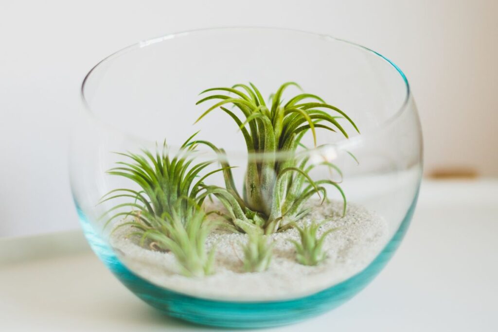 miniature air plants for terrariums