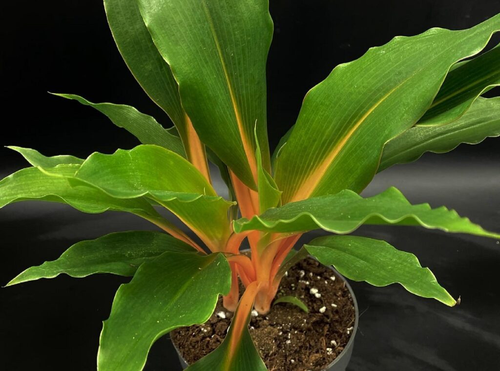 Mandarin Orange Spider Plant