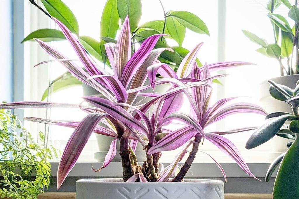 Purple Spider Plant