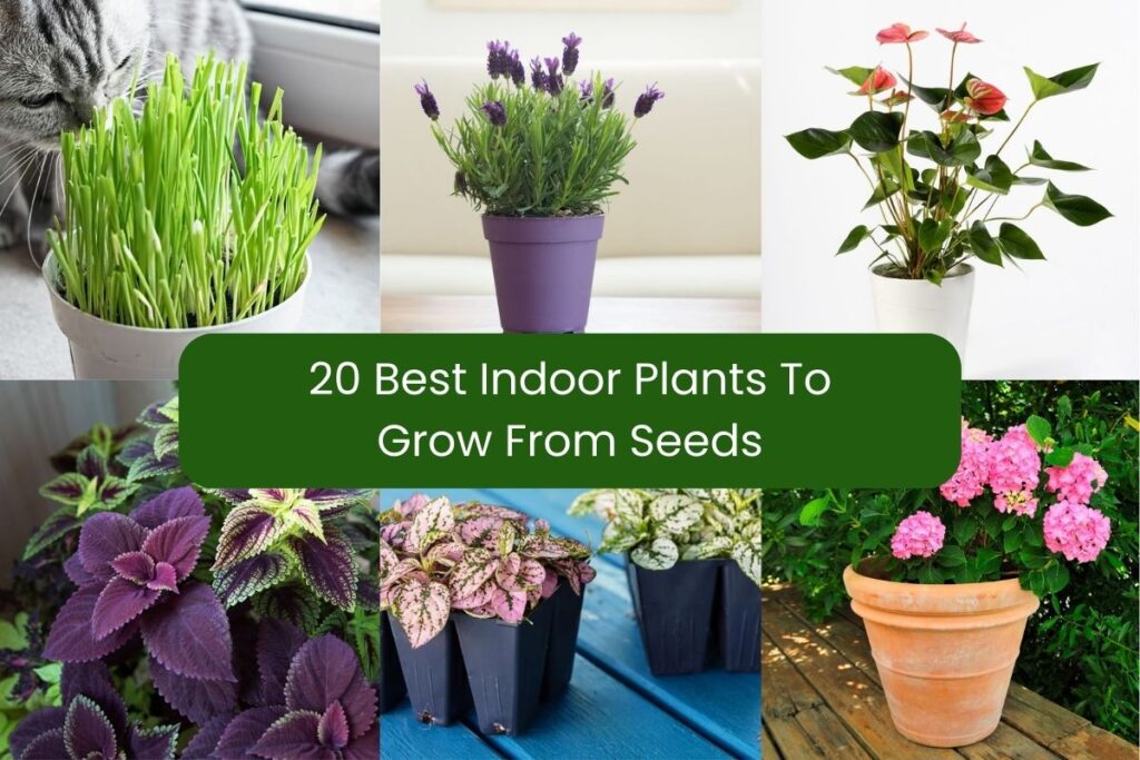 best indoor plants to grow from seeds