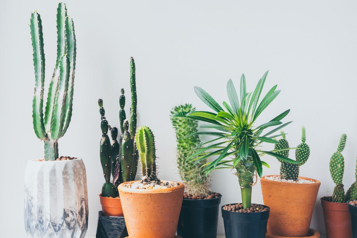 20 Best Indoor Plants To Grow From Seeds | Houseplant Alley
