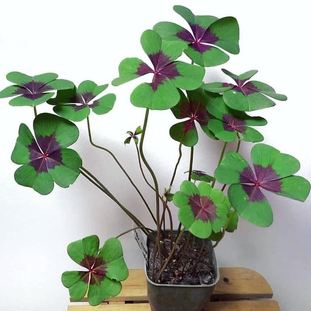 how to care for oxalis deppei