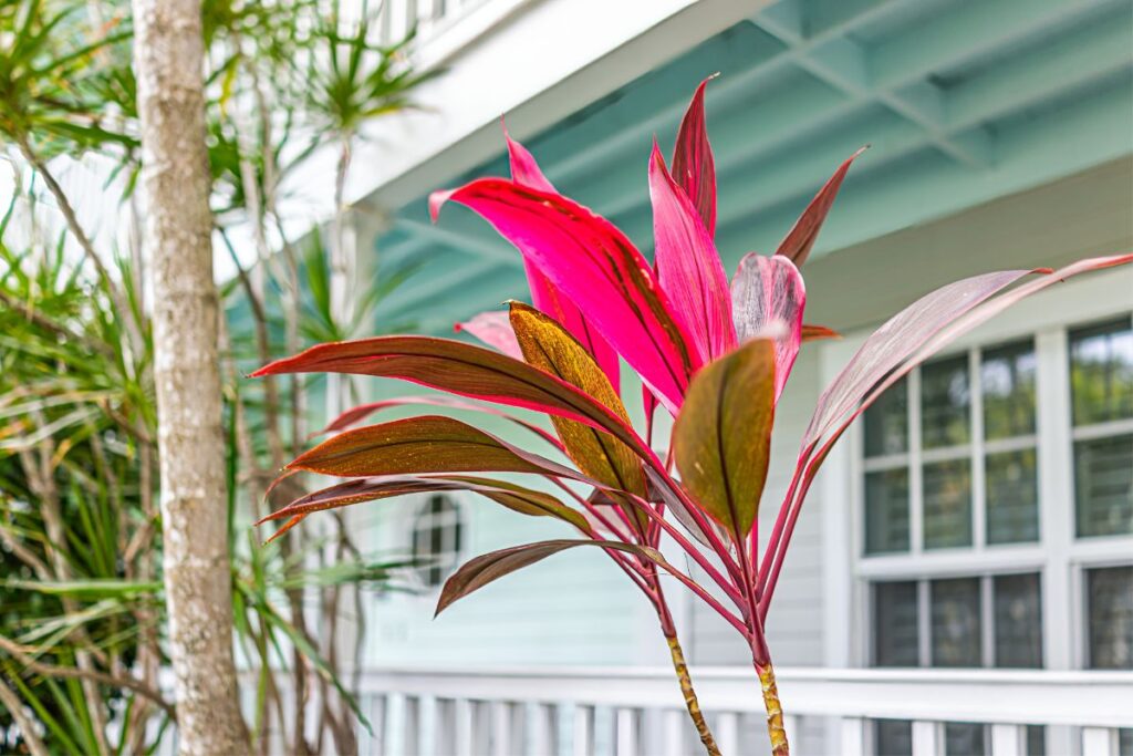 how to care for palm lily