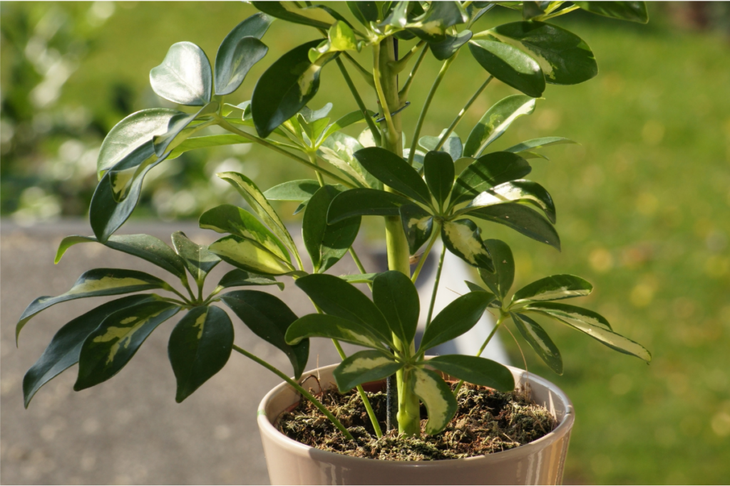 how to care for umbrella plant after propagation