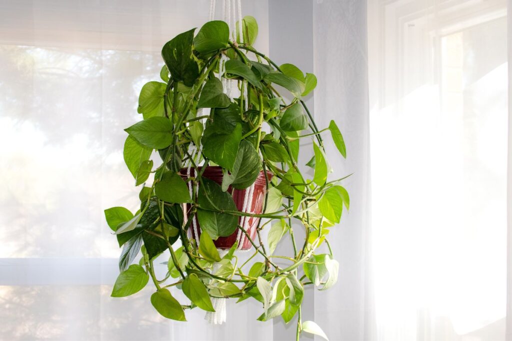 how to grow ivy faster
