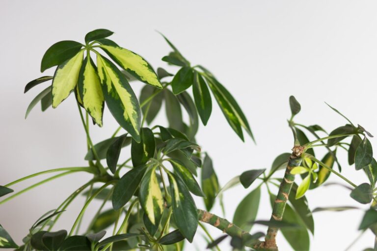 how to propagate umbrella plant