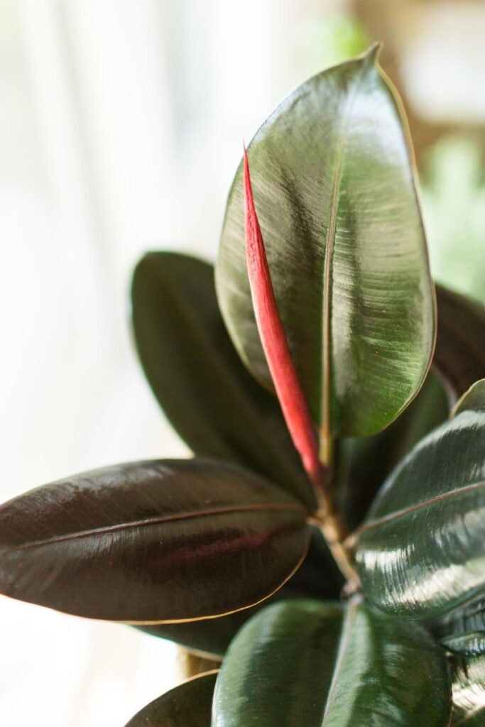 increasing humidity for rubber plants