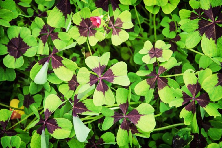 oxalis deppei care