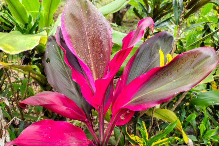 palm lily care
