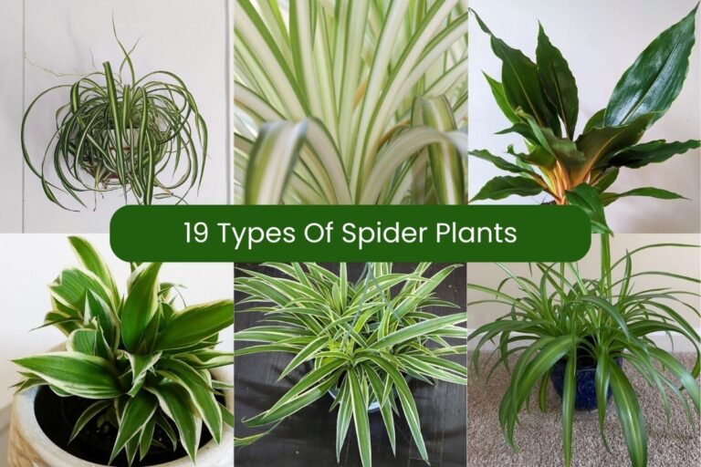 types of spider plants