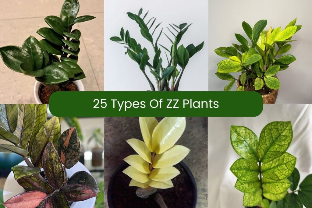 types of zz plants