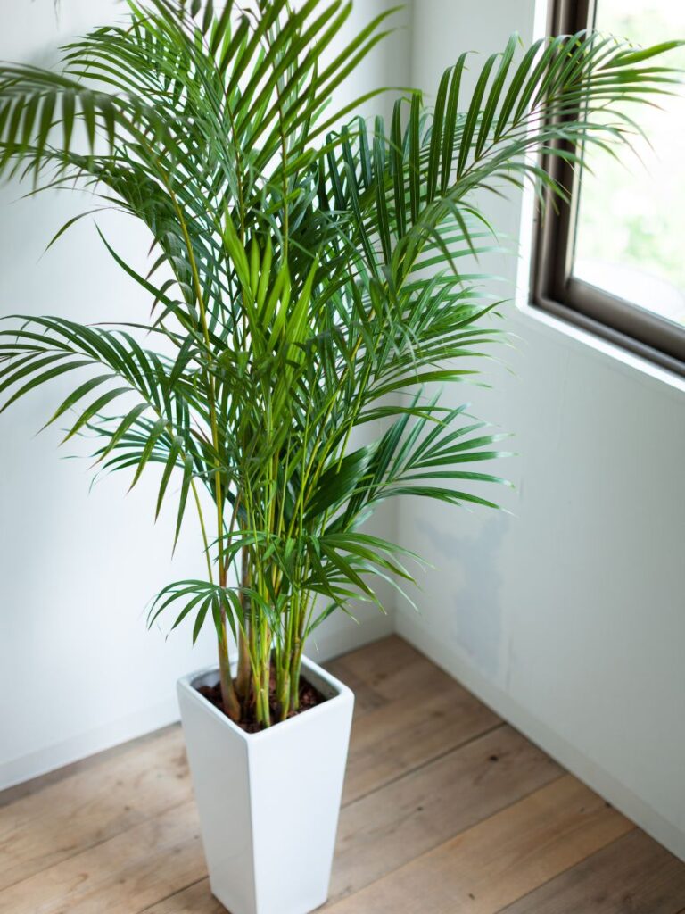 Areca Palm for balcony privacy