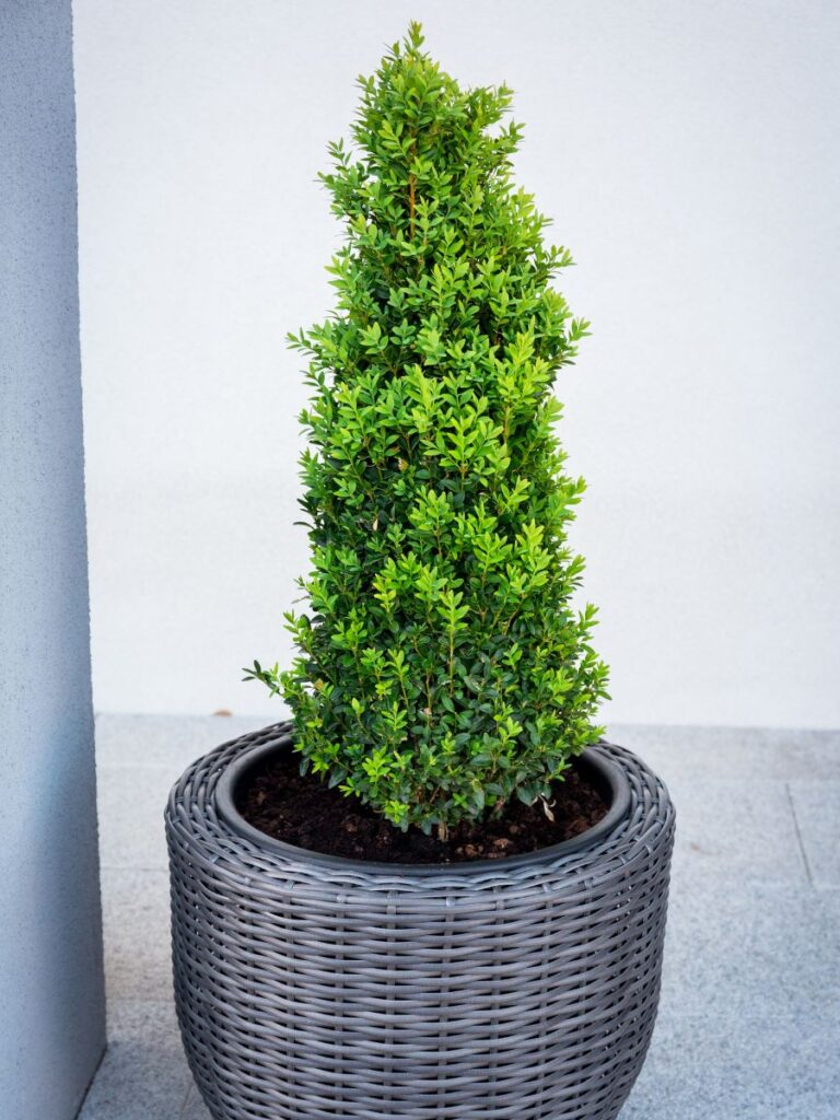 Boxwood for balcony privacy