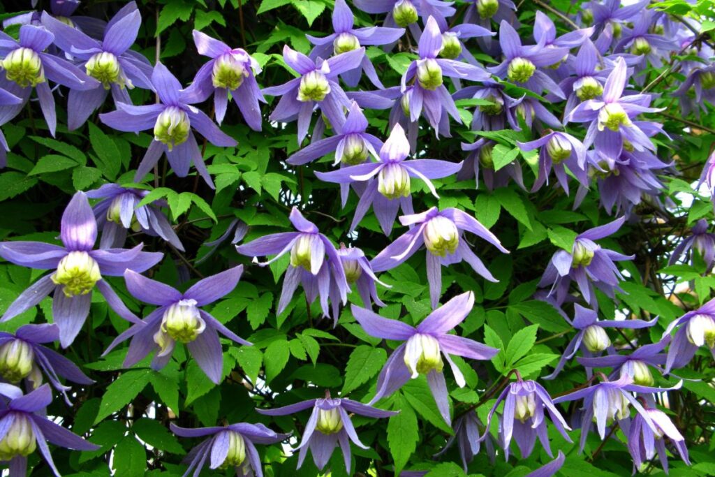 Clematis for balcony privacy
