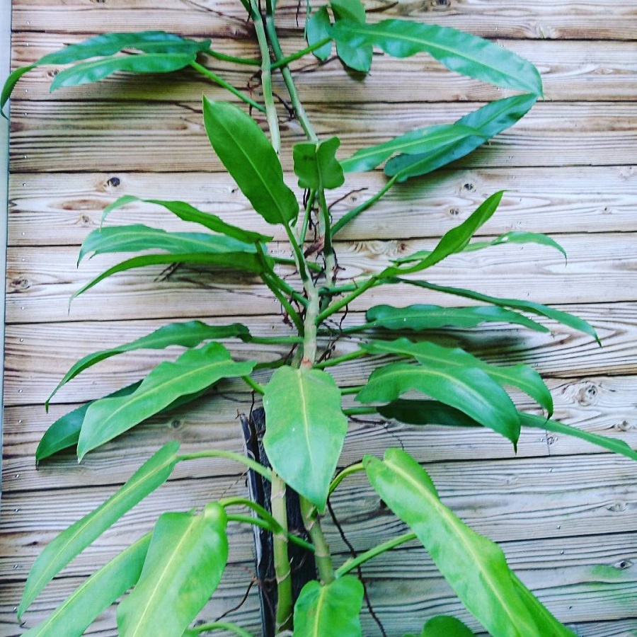 Philodendron annulatum
