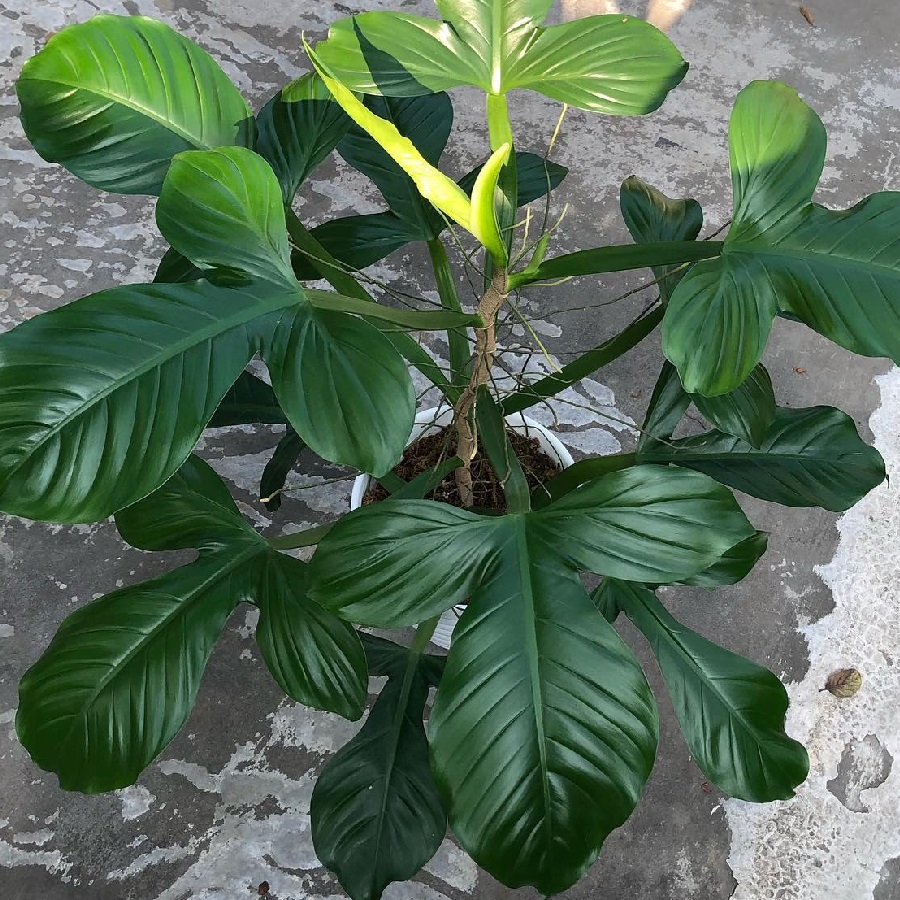 Philodendron applanatum