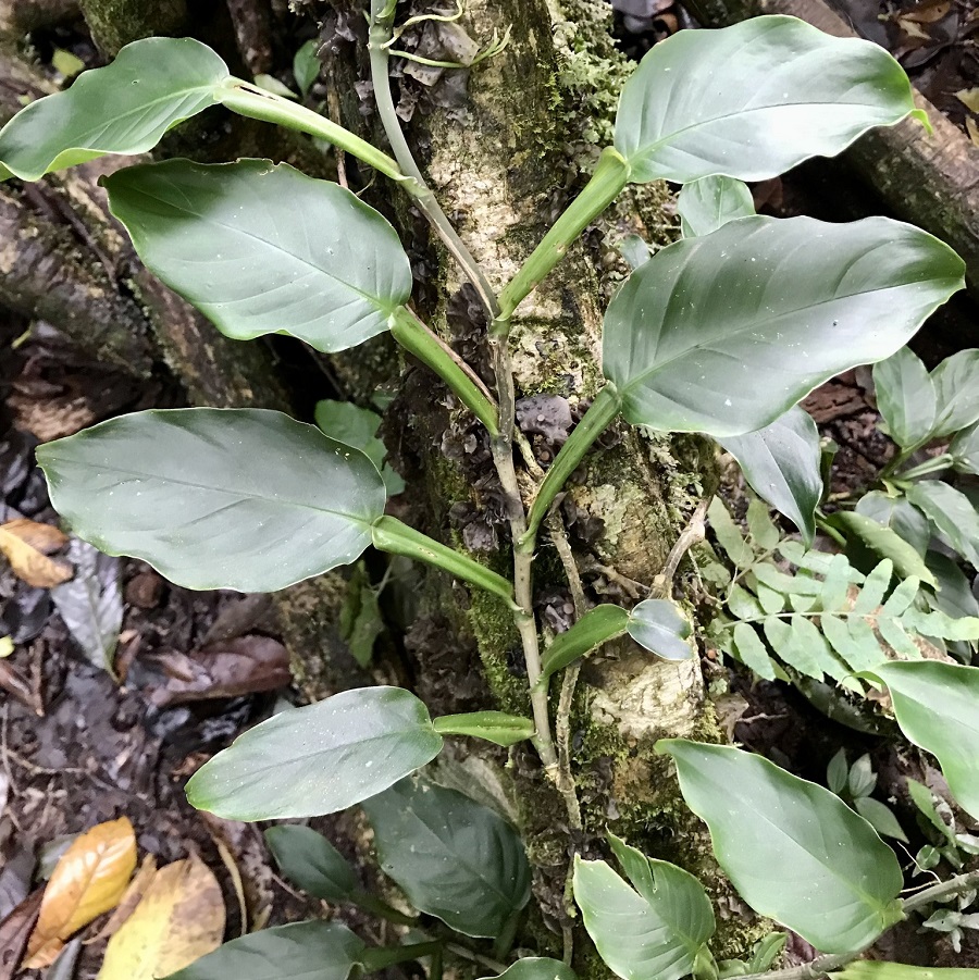 Philodendron aurantiifolium
